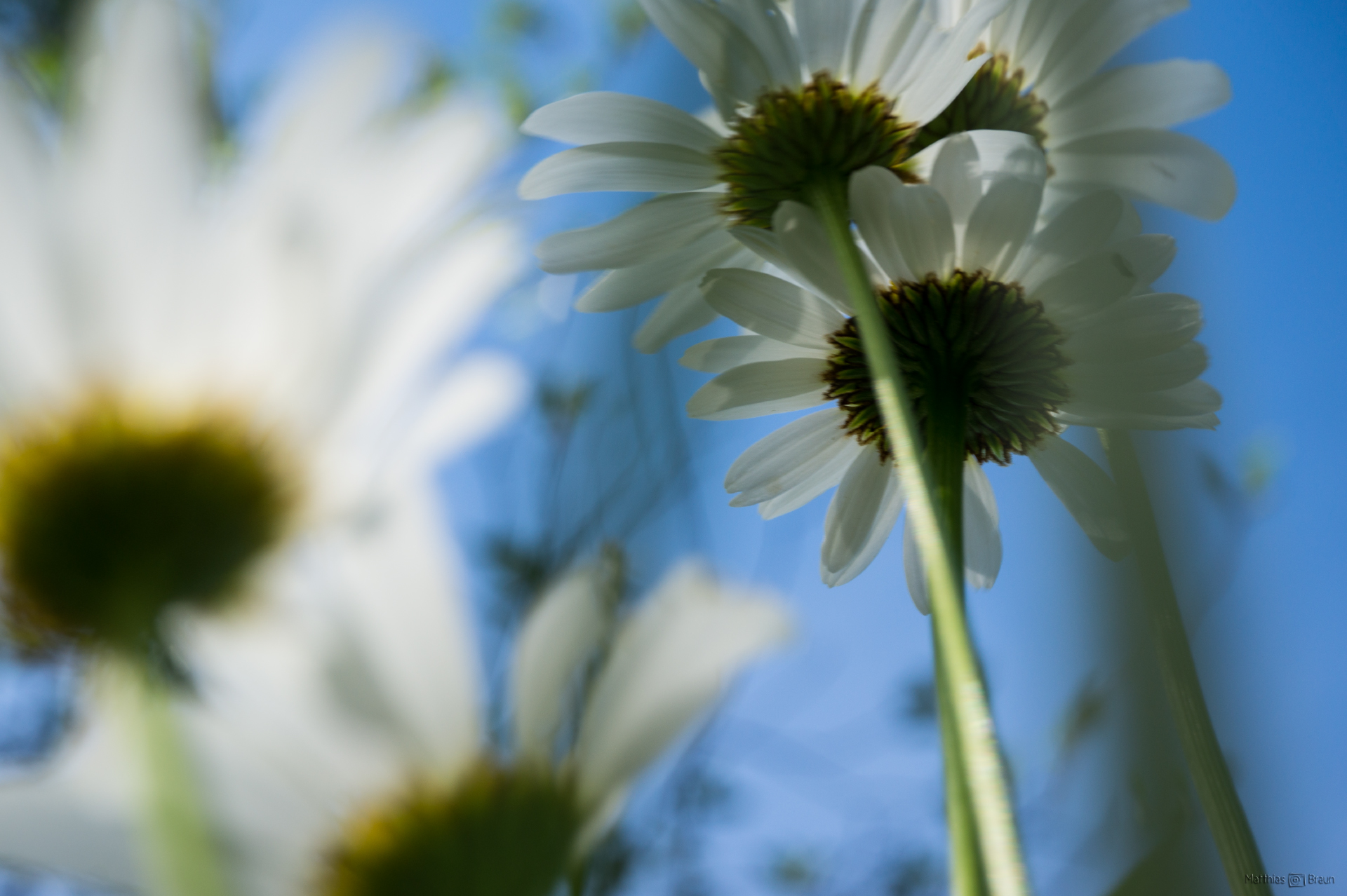 Margeriten | Pflanzenfotografie