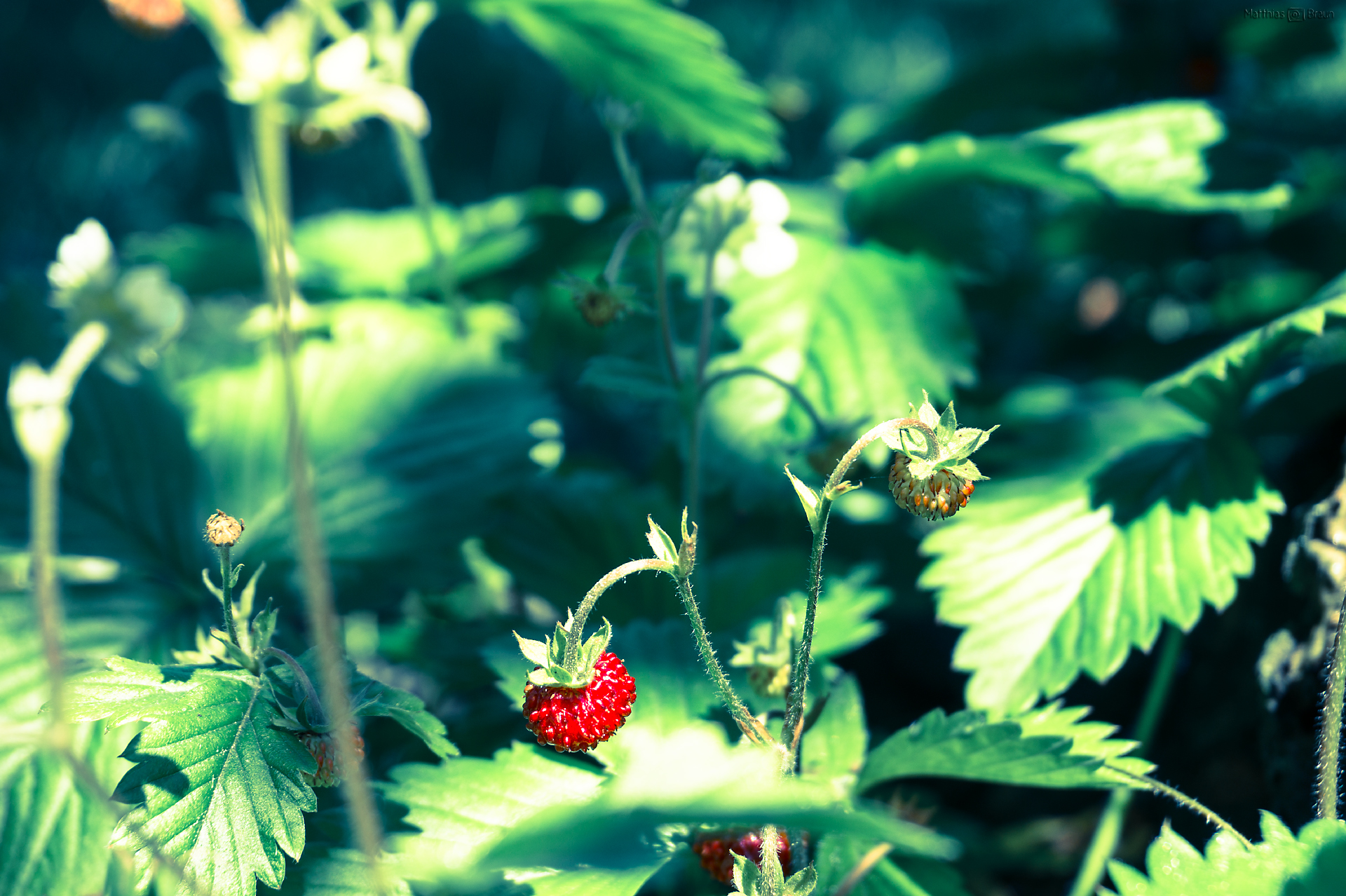 Wilde Erdbeeren | Pflanzenfotografie