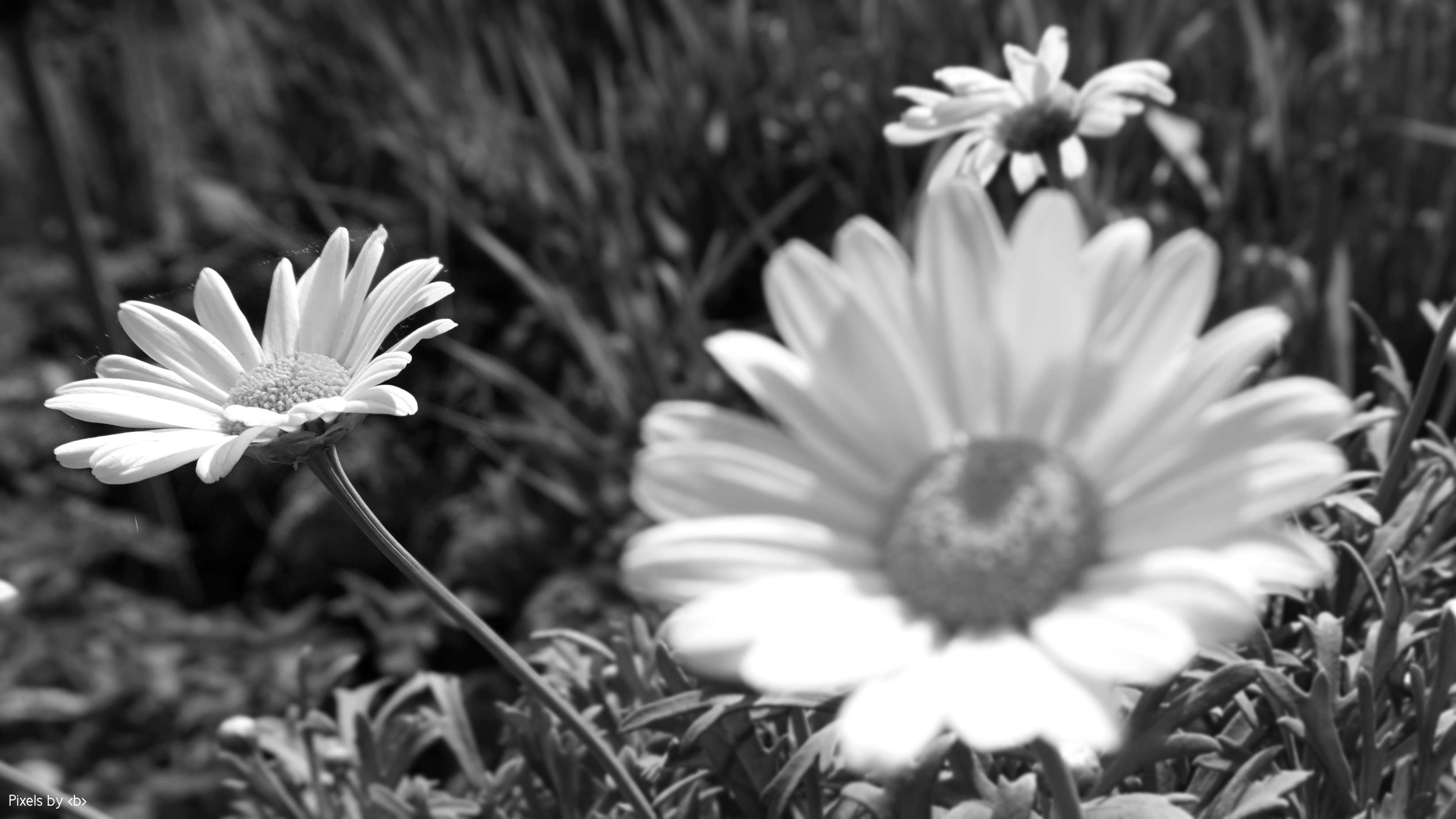 Schwarzweißfotografie | Einfach Natur