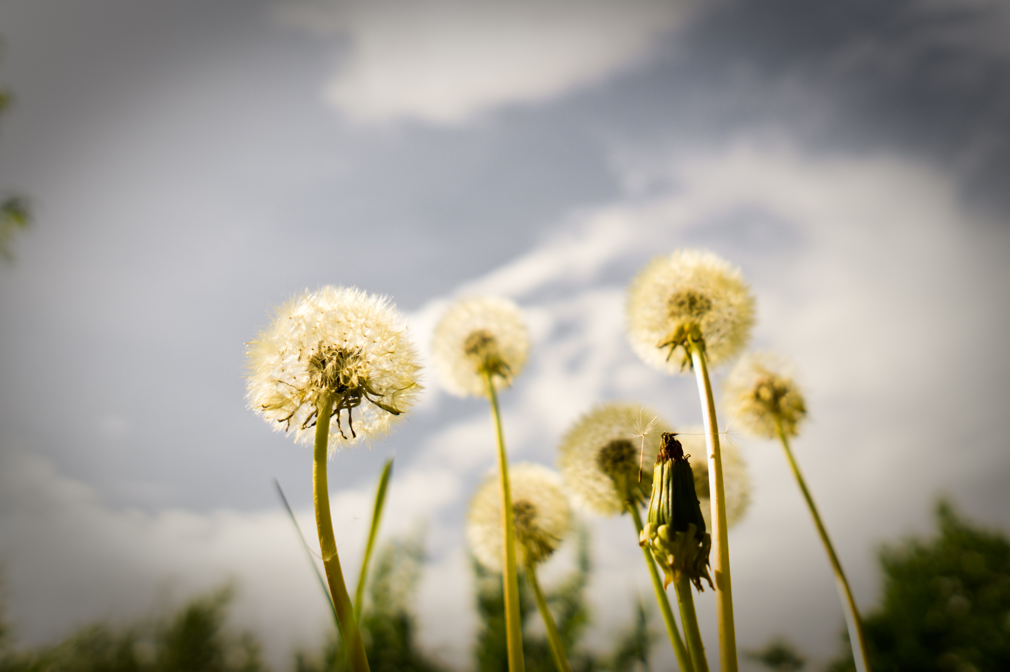 Pusteblumen | Pflanzenfotografie